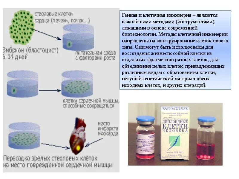 Реконструкция клеток методы. Биотехнология генная и клеточная инженерия. Методы Биотех. Генная инженерия в биотехнологии. Методы биотехнологии.