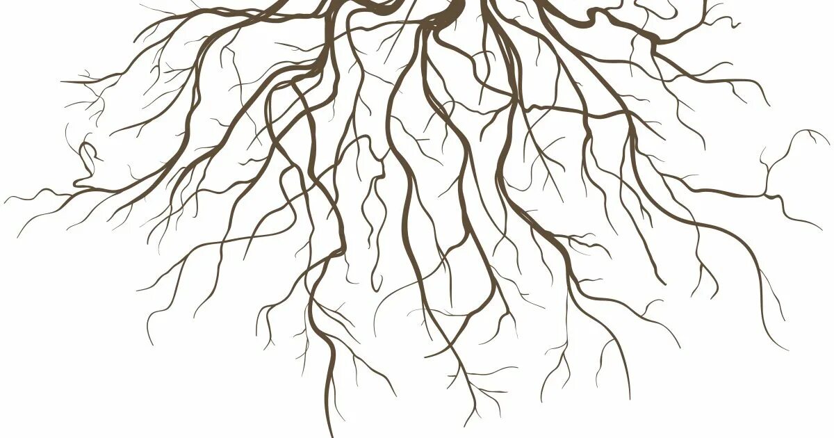 Root threads