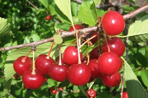 Ранние сорта вишни