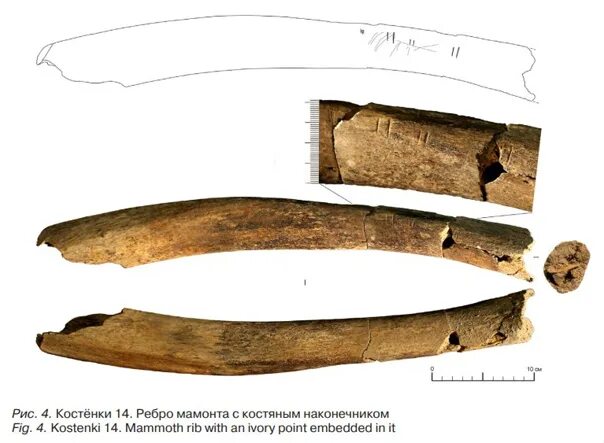 Мы видим в костяных коньках найденных археологами. Костенки мамонт. Ребро мамонта. Скупщики костей мамонта. Ребро мамонта как выглядит.