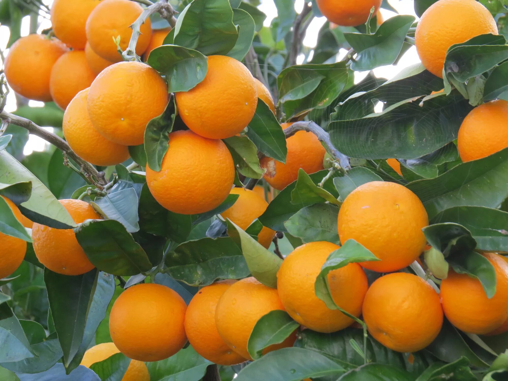 Апельсин сорт навелина. Описание сортов апельсинов. Citrus sinensis arancio. Citrus sinensis ‘valencia’. Описание сортов апельсинов.