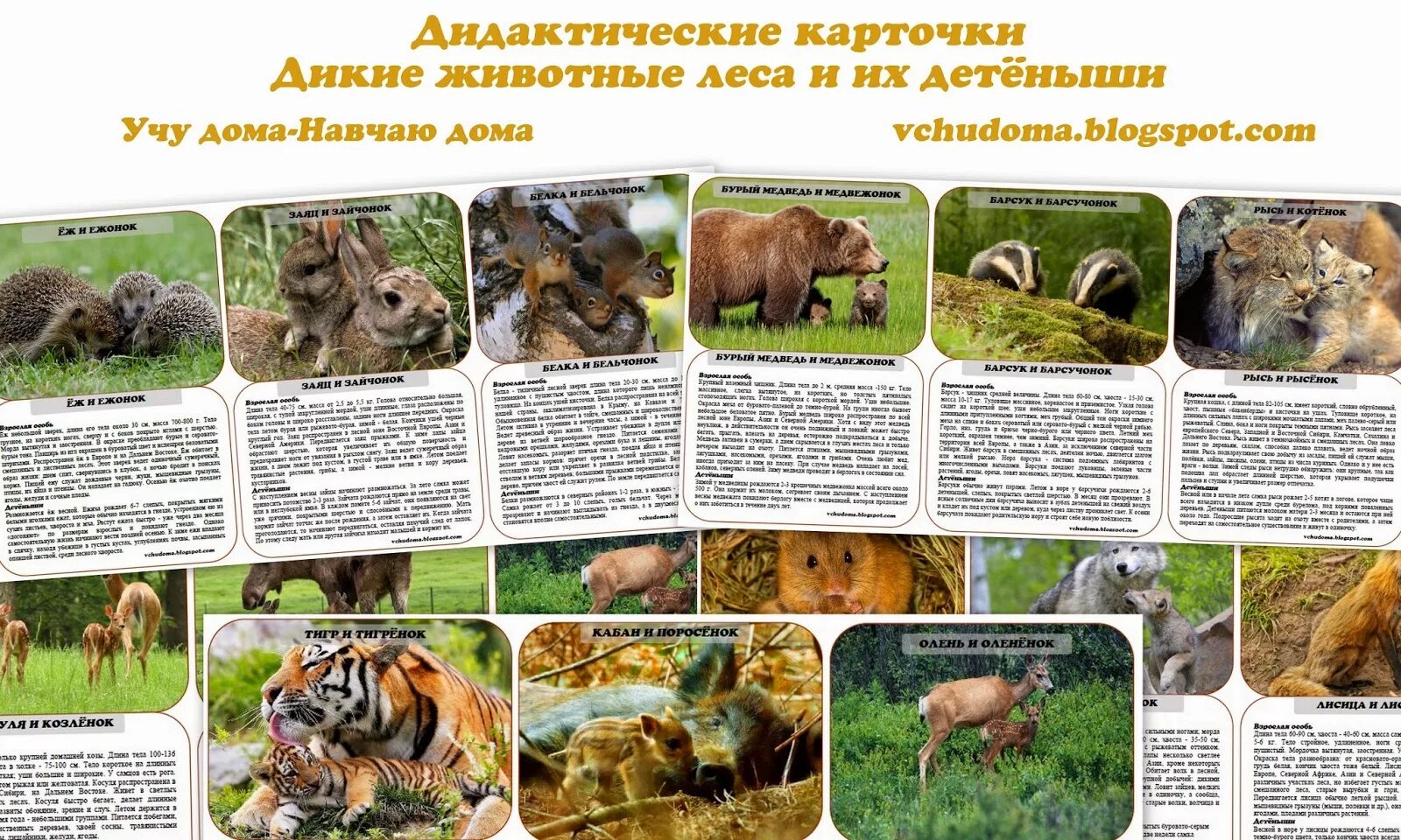 Укажите дикое животное