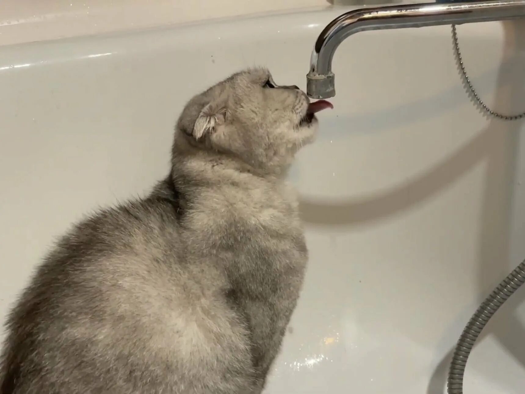 Нет воды. Кот пьет воду из под крана. Котик лижет воду из под крана. Кот пьет яйцевую воду. Вода бежит в ванне
