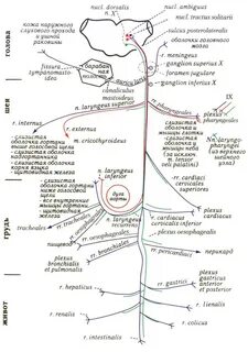 Область иннервации черепных нервов