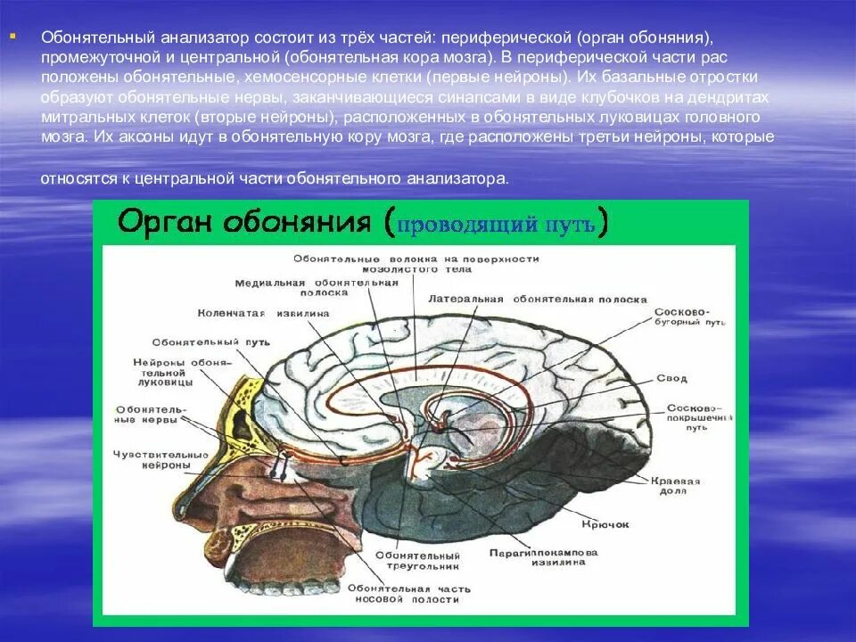 Обоняние строение и функции. Обоняние строение и функции