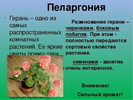 Какой размер герани