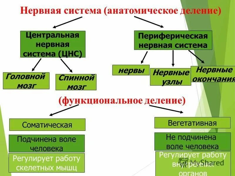 Нервная система управляющая работой скелетных мышц. Функциональное деление нервной системы. Нервная система управляющая работой скелетных мышц. Соматическая нервная система регулирует. Ототделы нервной системы.
