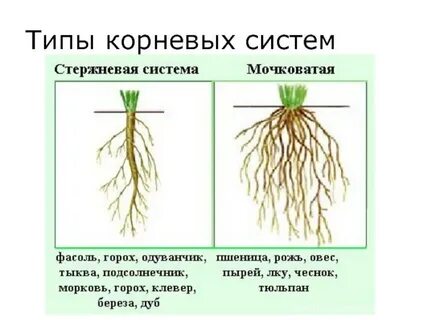 Стержневая корневая система характерна для однодольных