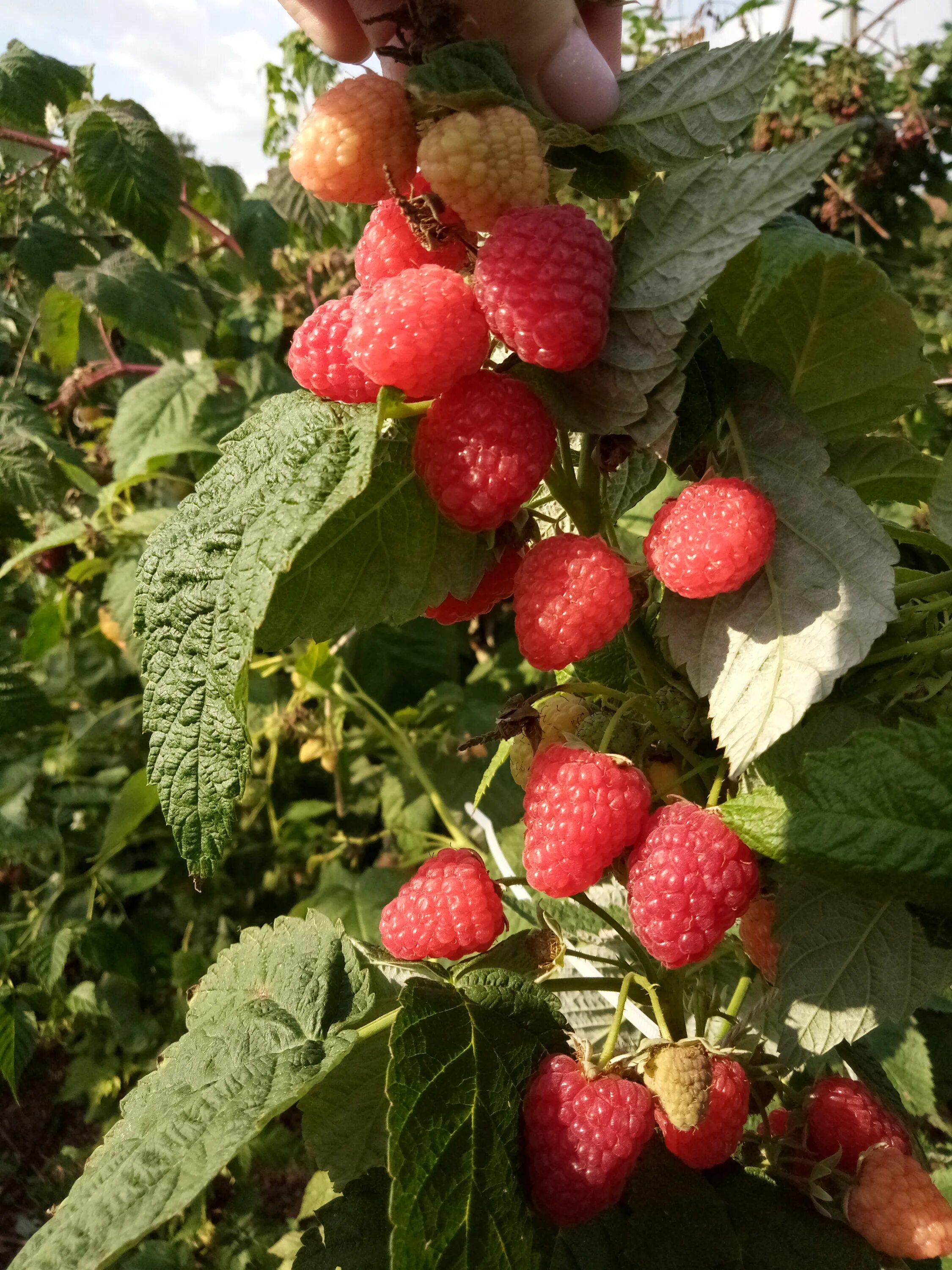 Малина ремонтантная лячка. Малина сорт: лячка. Малина сорт похвалинка. Малина пшехиба описание сорта фото. Пшехиба описание сорта.