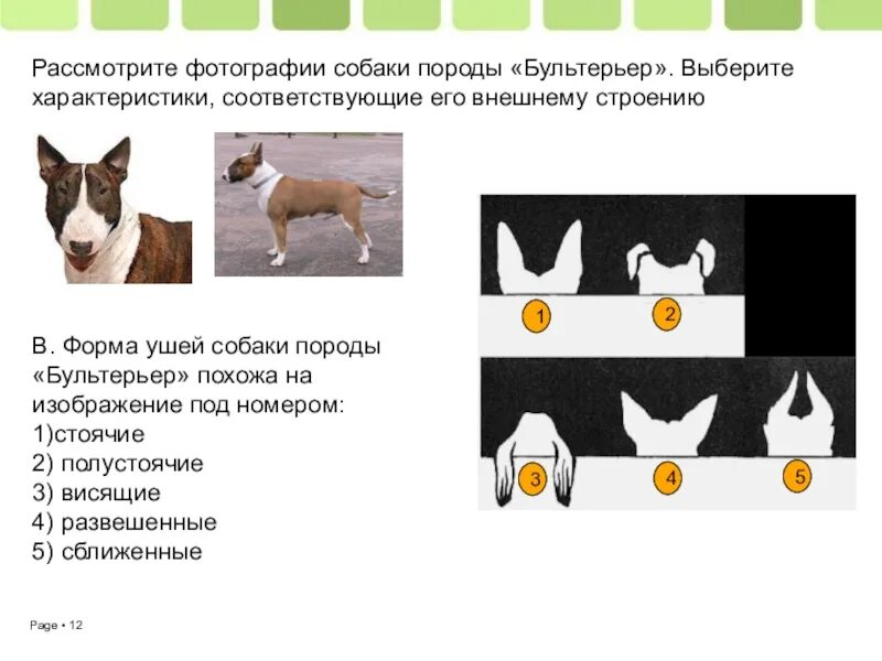 Какой формы собака