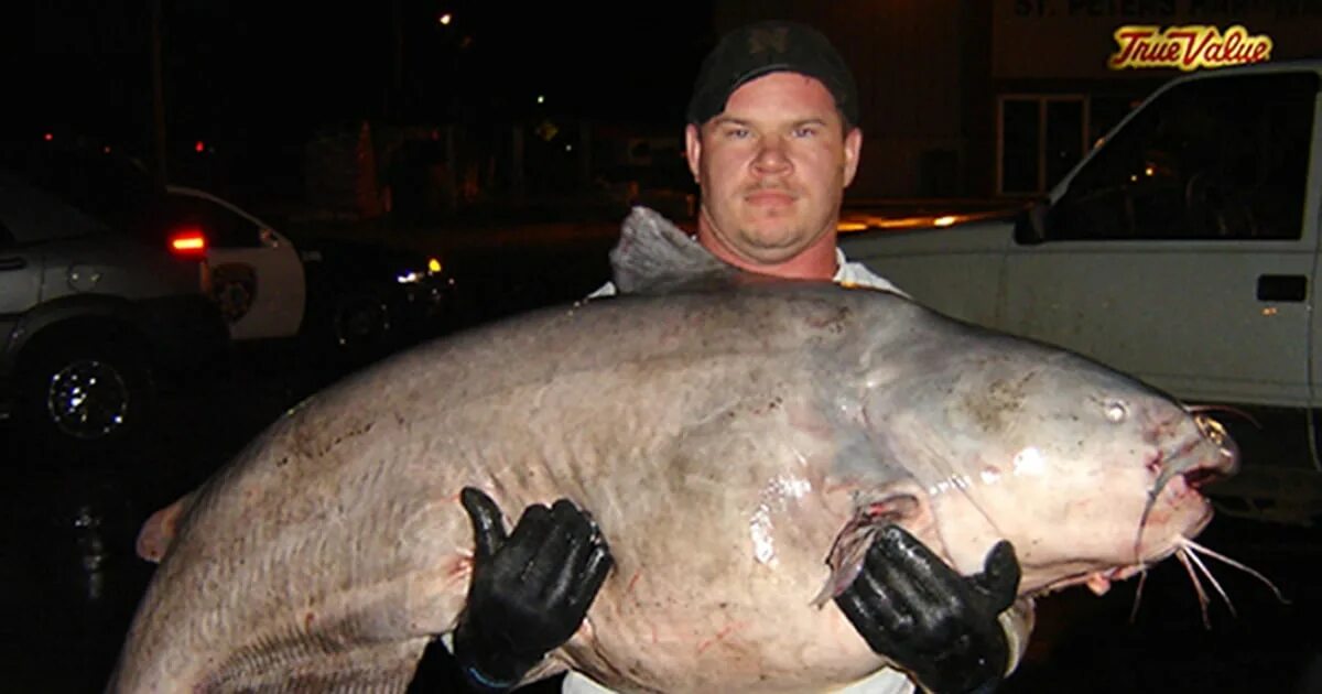 Сом 9 кг. Самый большой сом. Самый крупный сом в мире. Масса сома. Самый большой карась в мире.