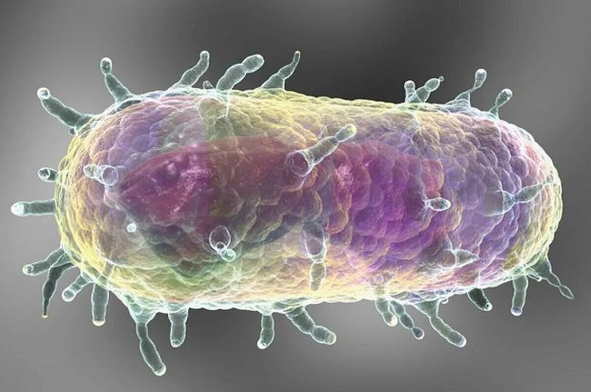 Иерсиния псевдотуберкулезис. Yersinia pestis чумная палочка. Бубонная чума под микроскопом. Бубонная чума возбудитель бацилла. Клетка чумы.