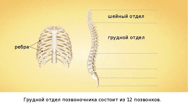 Скелет туловища. Скелет туловища скелет конечностей и их поясов. Строение скелета туловища, скелета конечностей и их поясов. Скелет туловища скелет конечностей и их поясов 8 класс.