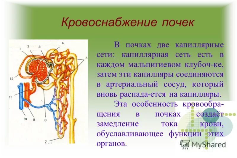 Система кровоснабжения почки. Две системы капилляров почек. Почечная артерия гистология. Кровоснабжение нефрона гистология. Особенности кровоснабжения почек схема.