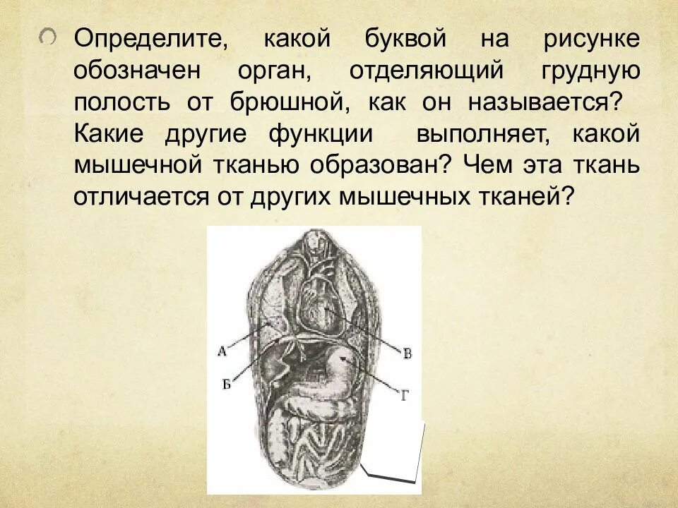 Орган отделяющий грудную полость от брюшной. Какой орган на рисунке обозначен. Орган отделяющий грудную область от брюшной. Орган отделяющий грудную полость от брюшной называется. Какую функцию выполняет орган обозначенный на рисунке буквой ж.