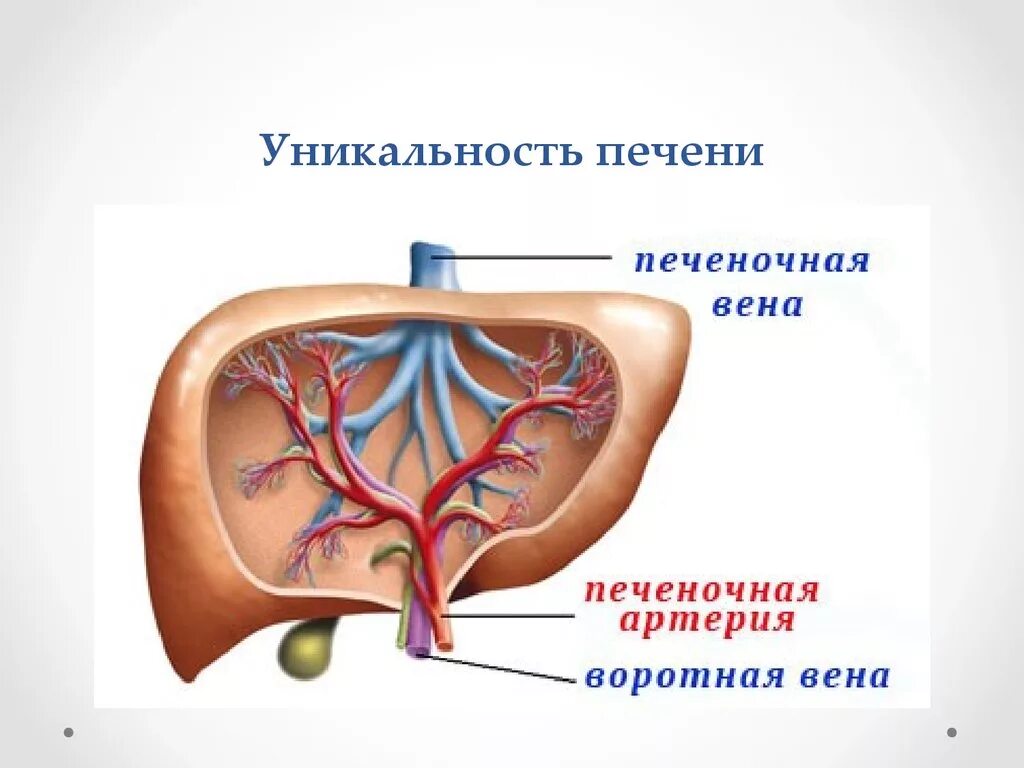 Система вен печени. Воротная Вена печени и печеночная Вена. Система воротной вены анатомия. Воротная система печени анатомия.