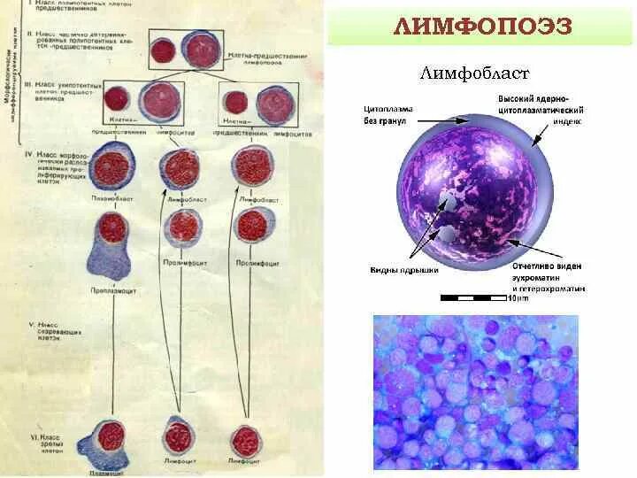 Гемопоэз уровни. Тест кроветворение. Схема кроветворения гистология. Тест кроветворение. Тест кроветворение.