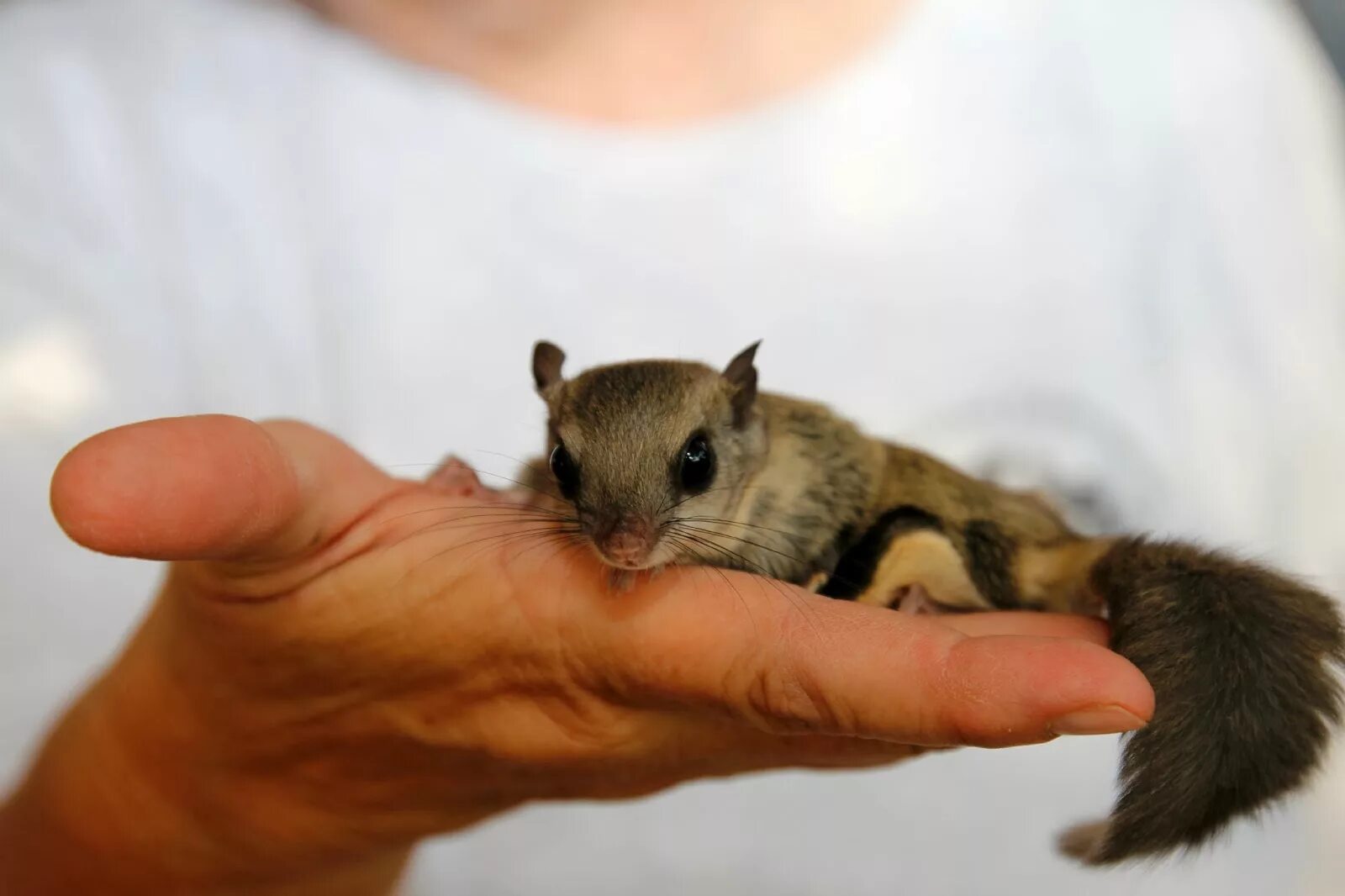 Обыкновенная летяга домашняя. Сахарный поссум. Как ухаживать за белкой летягой. Обыкновенная летяга. Австралийский сахарный поссум.