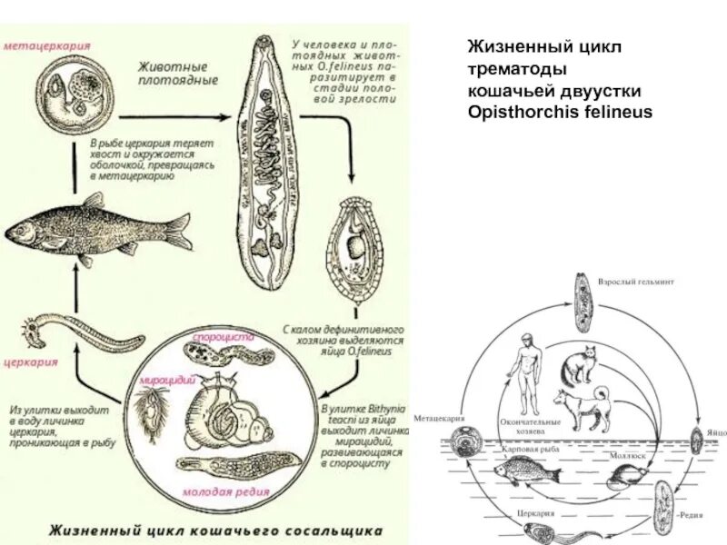 Трематоды Кошачья двуустка. Кошачья двуустка жизненный цикл. Жизненный цикл кошачьей двуустки Opisthorchis felineus.. Цикл развития кошачьей двуустки.