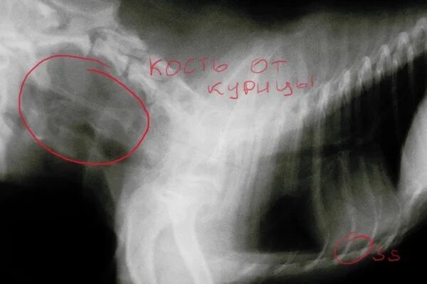 Магнитные шарики на рентгене. Если проглотить это то. Если проглотить это то. Если проглотить это то. Если проглотить это то.