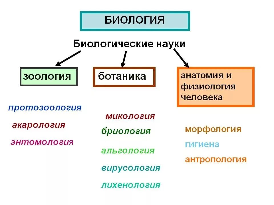 Области биологии 5. Схема биологических наук. Биологические дисциплины. Области биологии. Науки биологии.