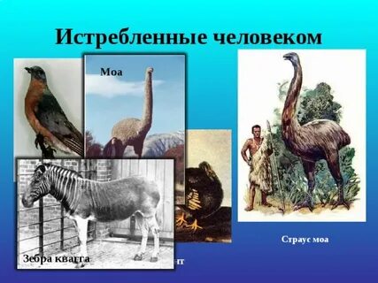 Животные истребленные человеком