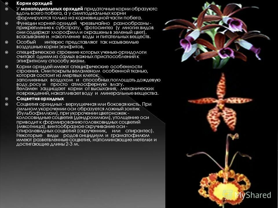 орхидея корень зла примета. орхидея корень зла примета. воздушные корни орхидеи. орхидея корень зла примета. ярина яриловец и ее орхидеи дзен.