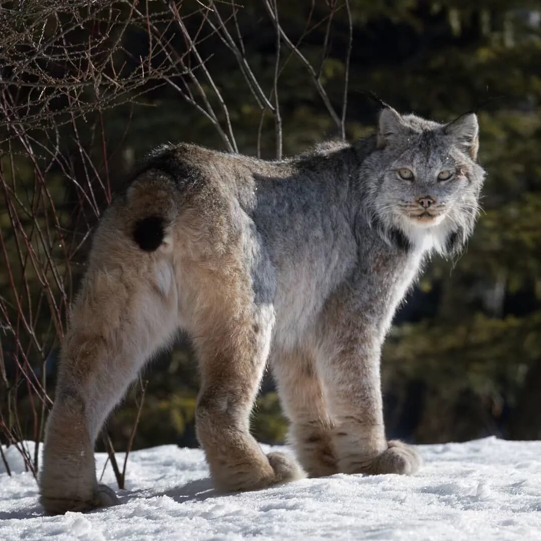 The Wild Canadian Year (2017)