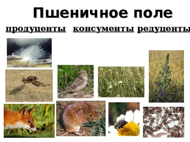 Биогеоценоз продуценты консументы редуценты. Пшеница консумент. Экология это в биологии. Пшеница консумент. Продуценты консументы и редуценты это.