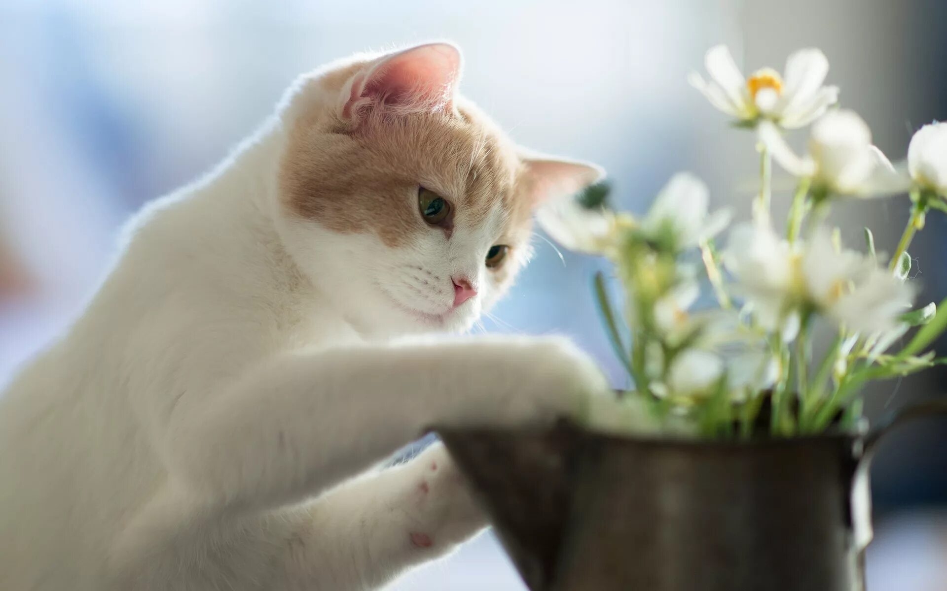 Весенняя кошечка. Котики и цветы. Котята в весенних цветах. Котик с цветами.