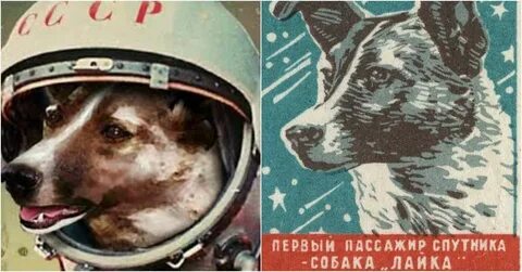 Животные на орбите