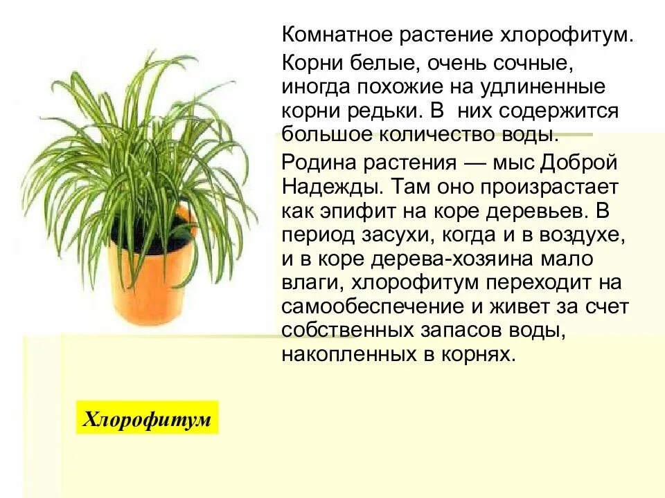 Комнатные растения хлорофитум Родина растения. Хлорофитум цветок Родина. Родина хлорофитума комнатного растения. Хлорофитум эпифит. Хлорофитум как ухаживать в домашних условиях