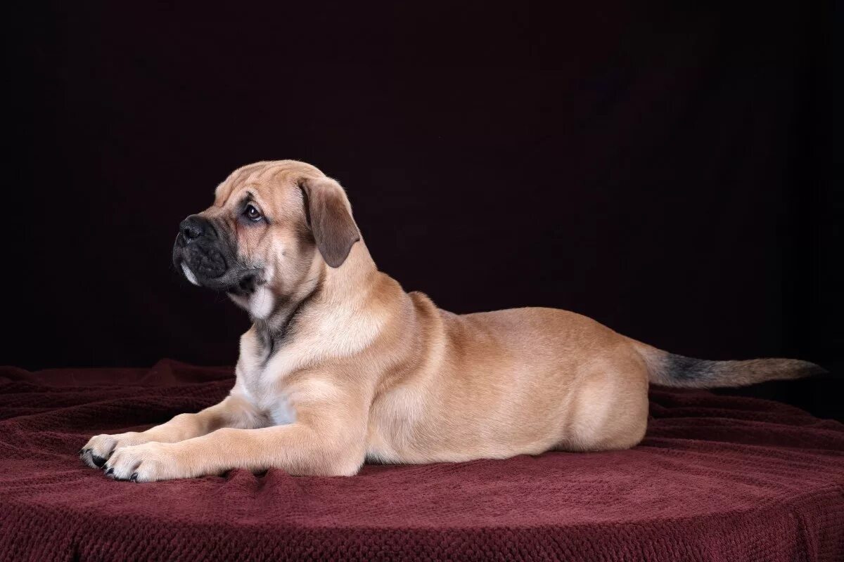 Питомник собак спб. Питомник собак петербург. Питомник собак петербург. Карликовый папильон мини. Кадебо собака.