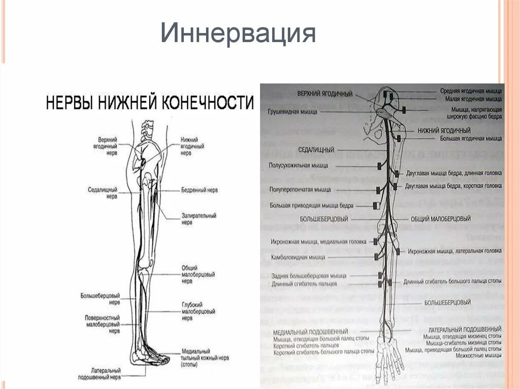 Сколько нервов в ноге. Иннервация мышц нижней конечности схема. схема иннервации нервов нижних конечностей. иннервация нервов голени. иннервация ноги анатомия.