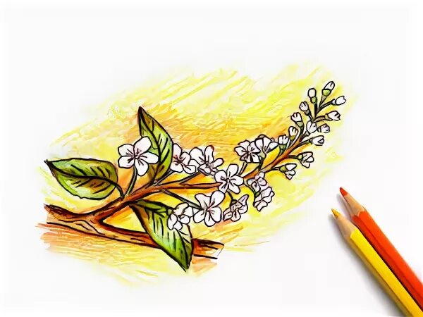 рисование черемухи. рисунок к стихотворению черемуха. нарисовать черемуху. как нарисовать черемуху 3 класс литературное чтение. иллюстрация черемуха душистая.