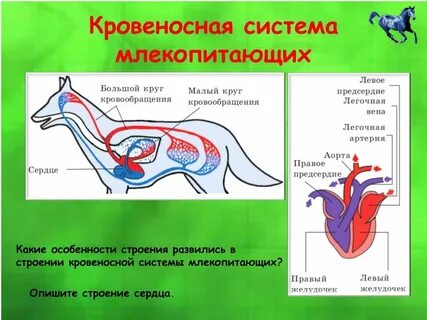 Строение кровеносной системы у птиц и млекопитающих