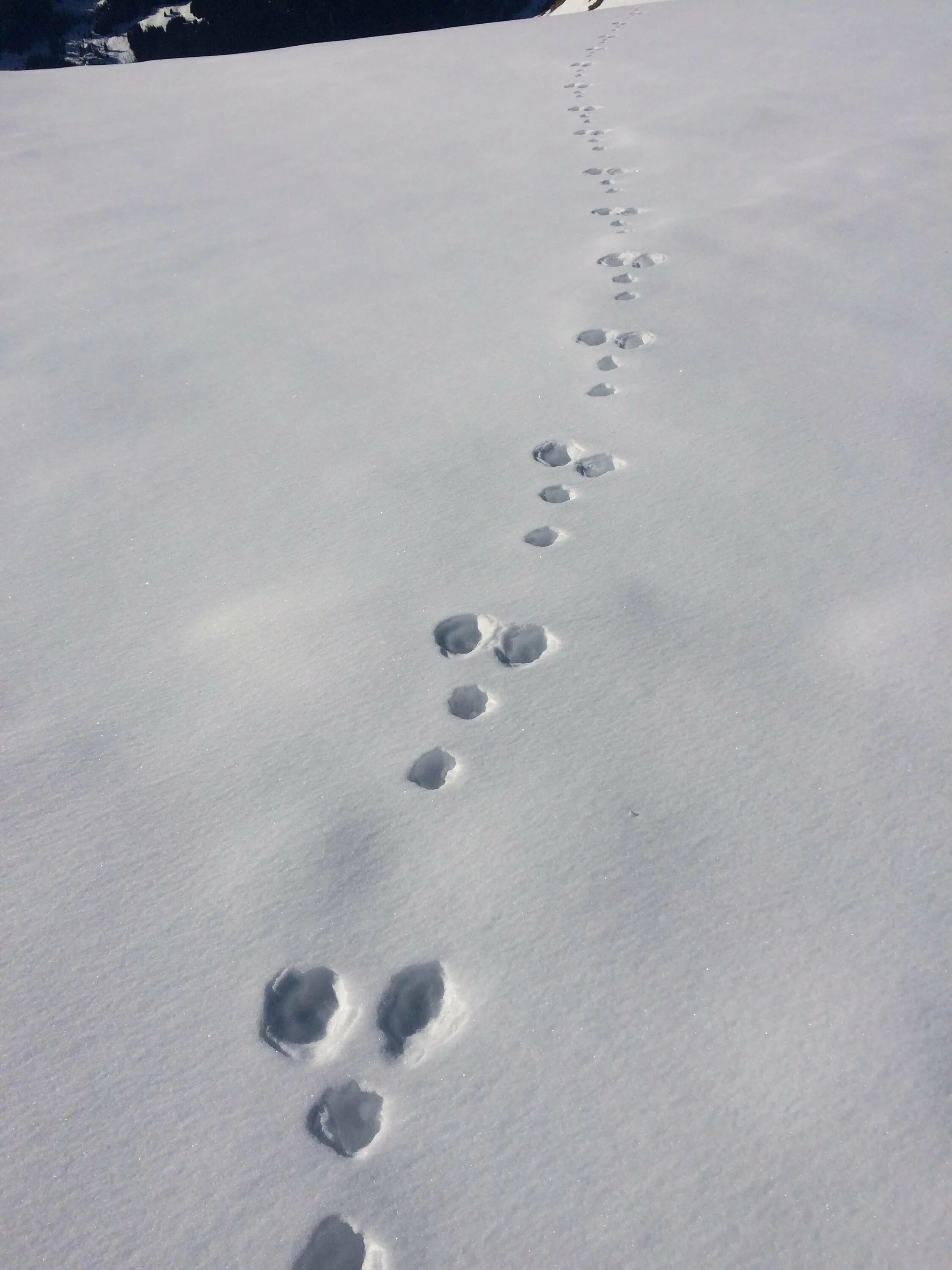 Лисьи следы на снегу. След енотовидной собаки на земле. Как выглядят лисьи следы на снегу. Следы лисы. Следы лисы на снегу.