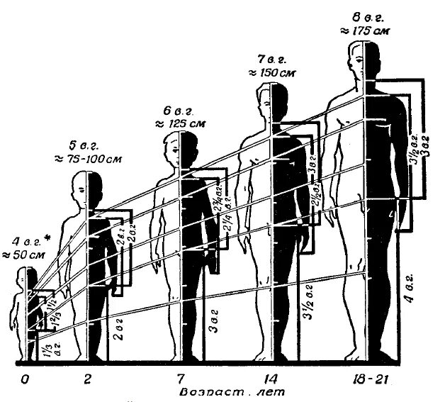 Возрастные изменения пропорций тела. Пропорции роста человека. Пропорции человека в зависимости от возраста. Пропорции тела человека с возрастом.