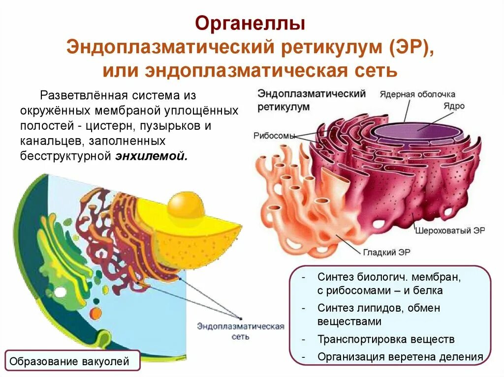 Гольджи ферменты. Одномембранные органоиды клетки эндоплазматический ретикулум. Гладкая эндоплазматическая сеть оболочка ядра. Эндоплазматический ретикулум двумембранный органоид. Эндоплазматический ретикулум органеллы.