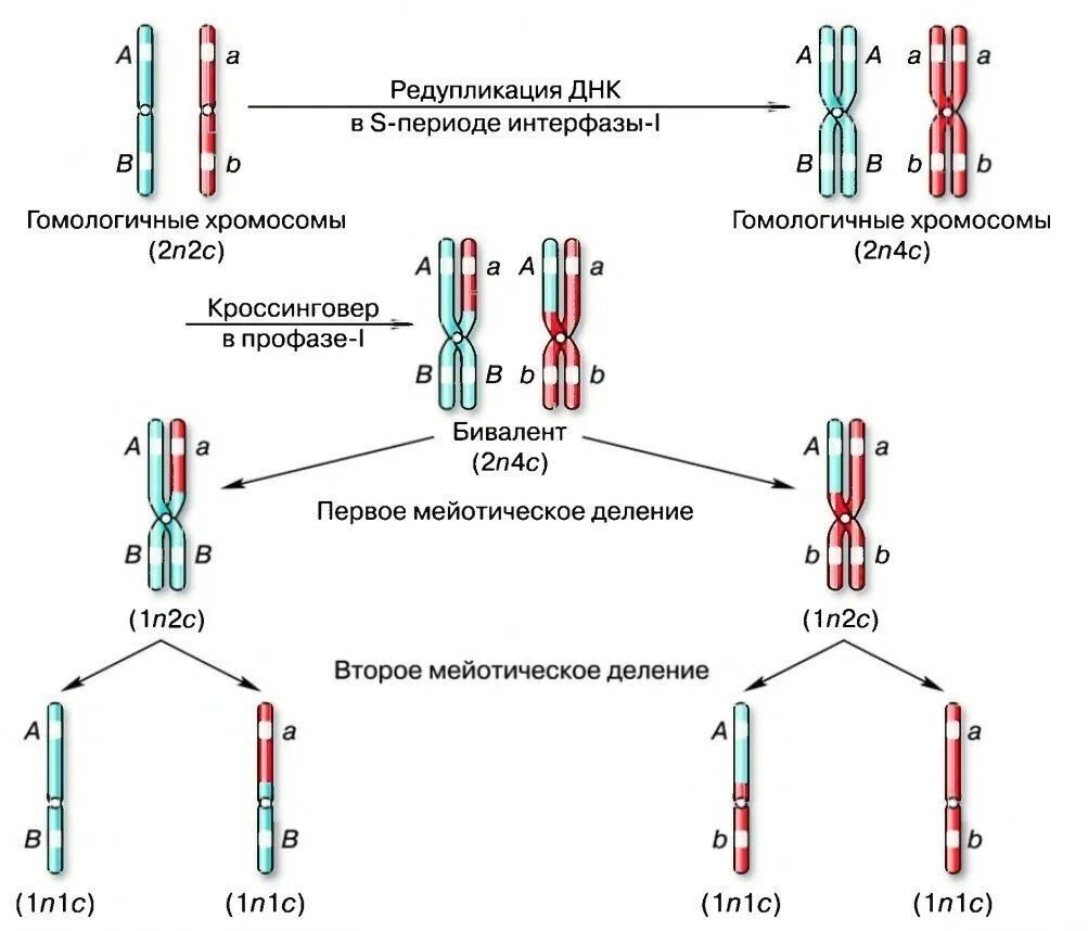 Набор хромосом и днк клетки 2n2c. Гомологичные хромосомы схема. Конъюгация гомологичных хромосом в мейозе 1. Жизненный цикл мейоз. Образование половых клеток мейоз.