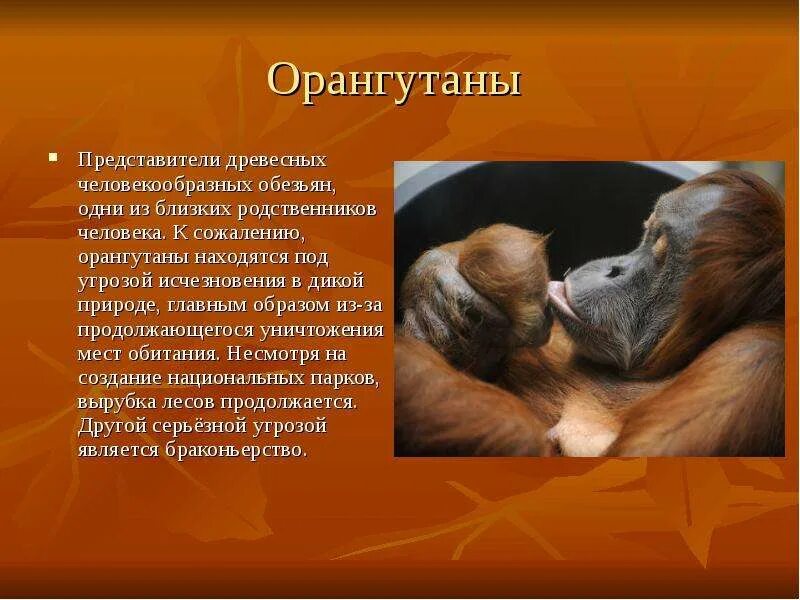 Орангутан занесен в красную книгу. Животные красной книги обезьяна. сообщение о орангутанге. животные из красной книги орангутан. орангутан красная книга.