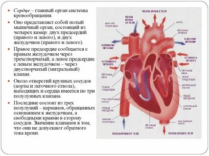 Сердце какой орган