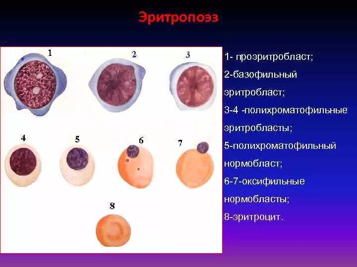 Эритробласт. Базофильный нормобласт. оксифильные эритробласты. базофильный эритробласт ядро. базофильный эритробласт в крови.