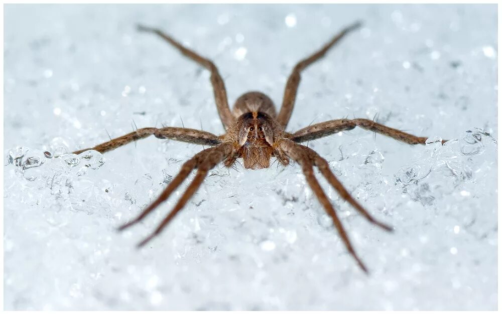 паук на снегу. паук на снегу. паучок на снегу. паук на снегу. паук волк.