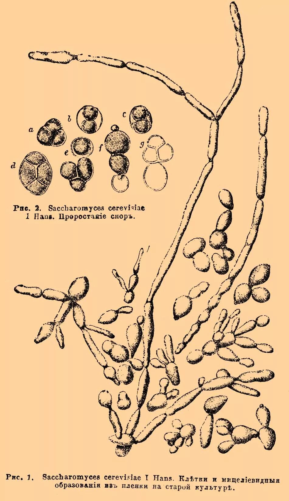Дрожжи дикие и культурные. Saccharomyces cerevisiae рисунок. Дрожжи сахаромицес. Грибы рода Candida. Сахаромицеты серевисиае.