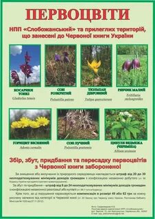 Первоцвет инструкция