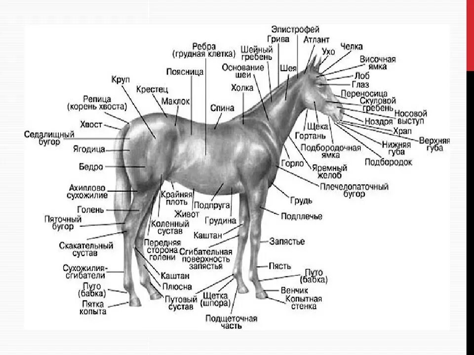 Скакательный сустав у лошади анатомия. Название частей ноги лошади. Строение ноги лошади анатомия. Части тела лошади названия. Телосложение лошади 5 букв