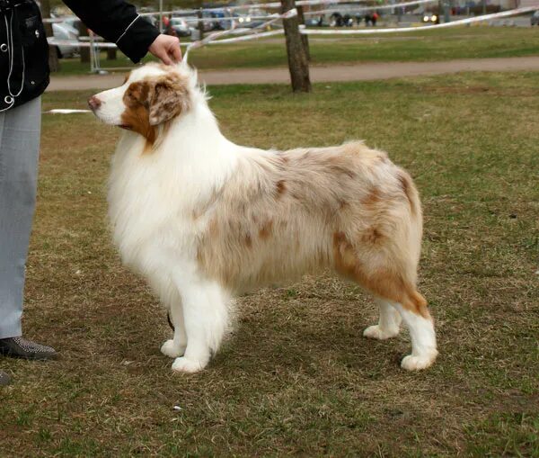 питомник австралийских овчарок. австралийская овчарка аусси мини. питомник австралийских овчарок. питомник австралийских овчарок. австралийская овчарка питомник.