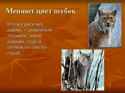 Когда животные меняют окраску