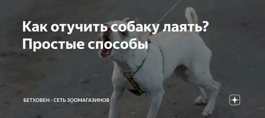 Как отучить собаку гавкать. Как отучить собаку лаять. Способы отучить собаку лаять. Как отучить щенка лаять.